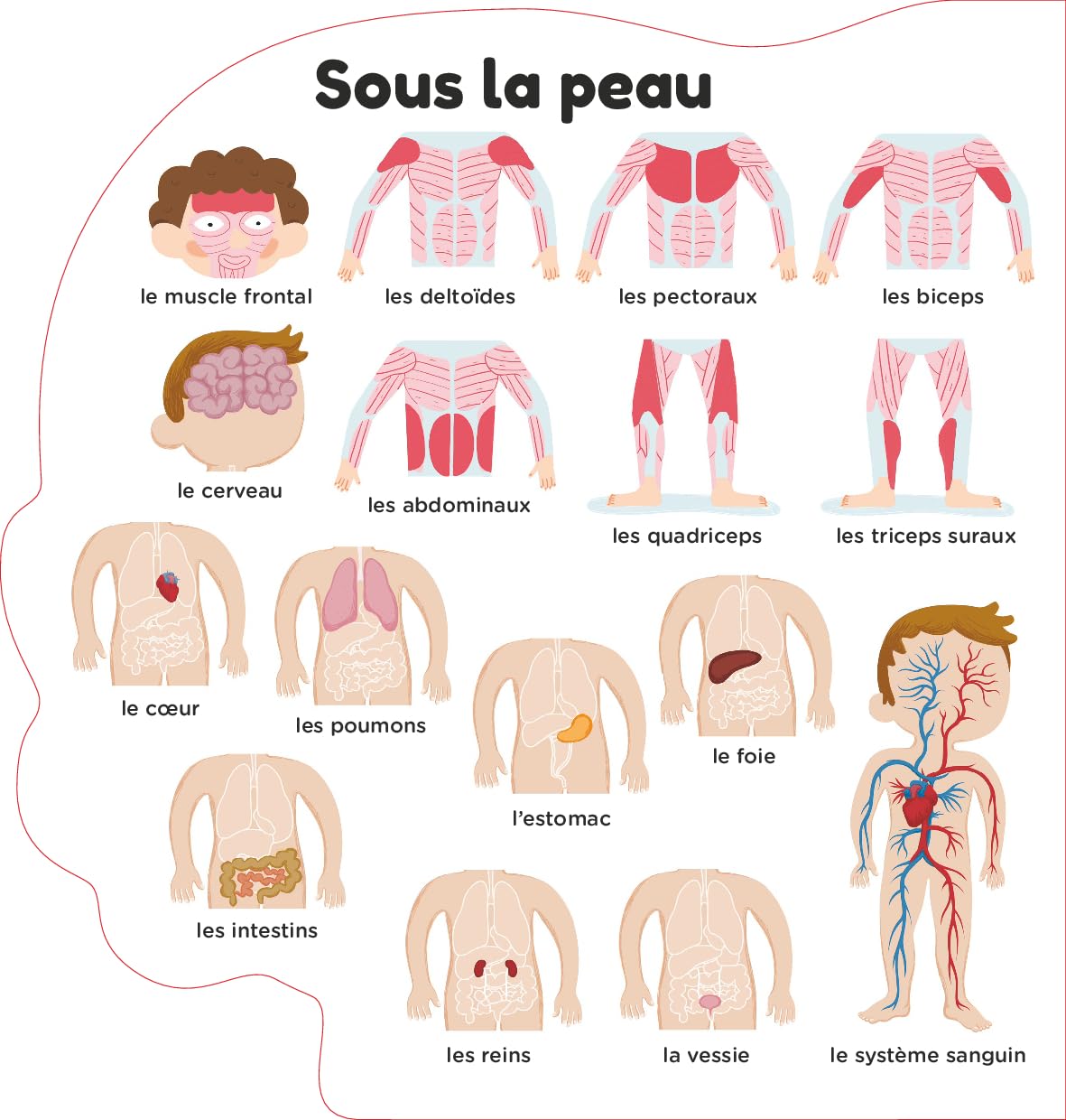 Le corps humain