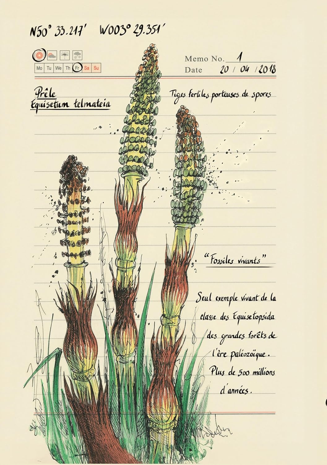 Forêt secrète