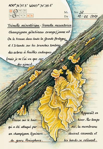 Forêt secrète