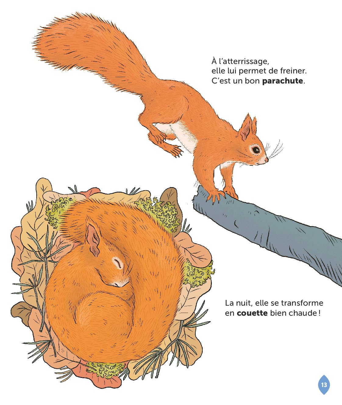 L'écureuil