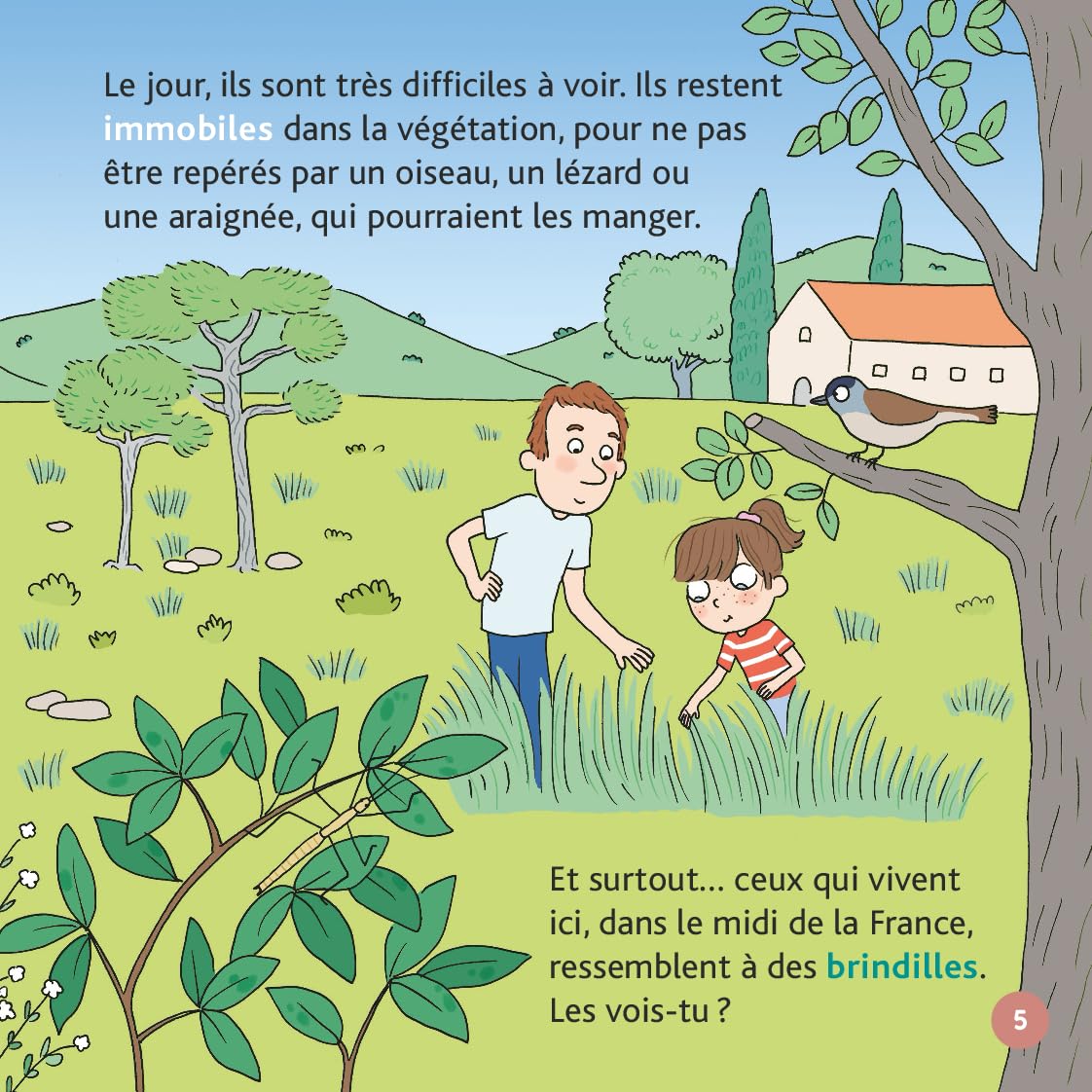 Les phasmes