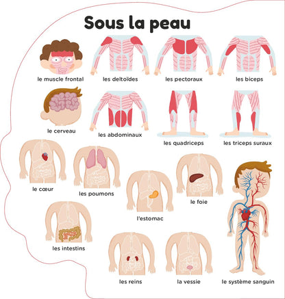 Le corps humain