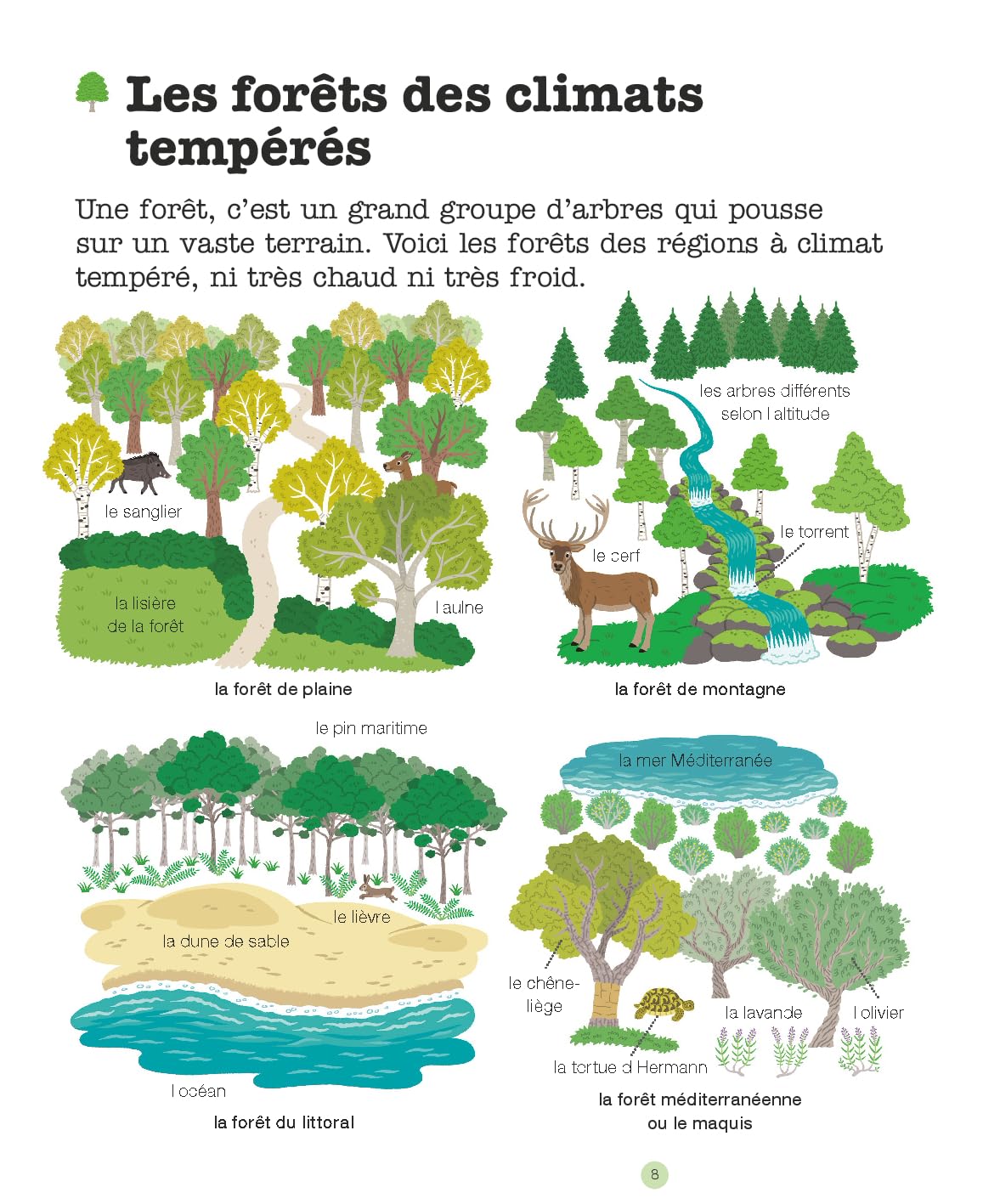 La forêt
