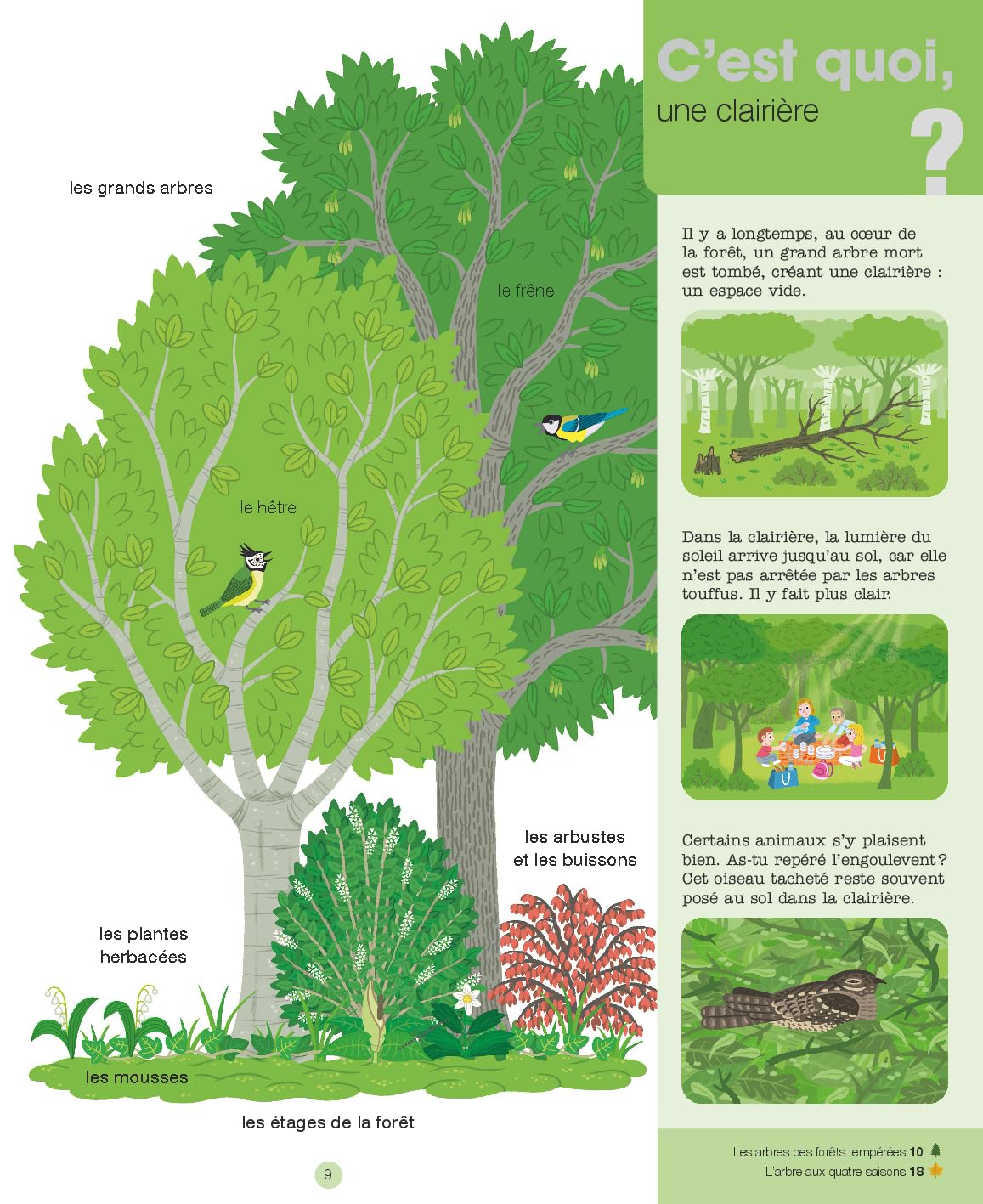 La forêt